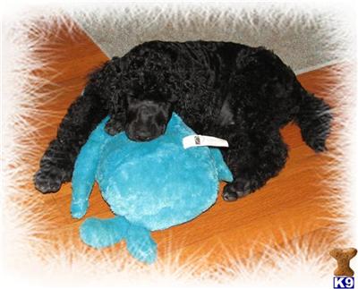 Moyen / Klein poodle